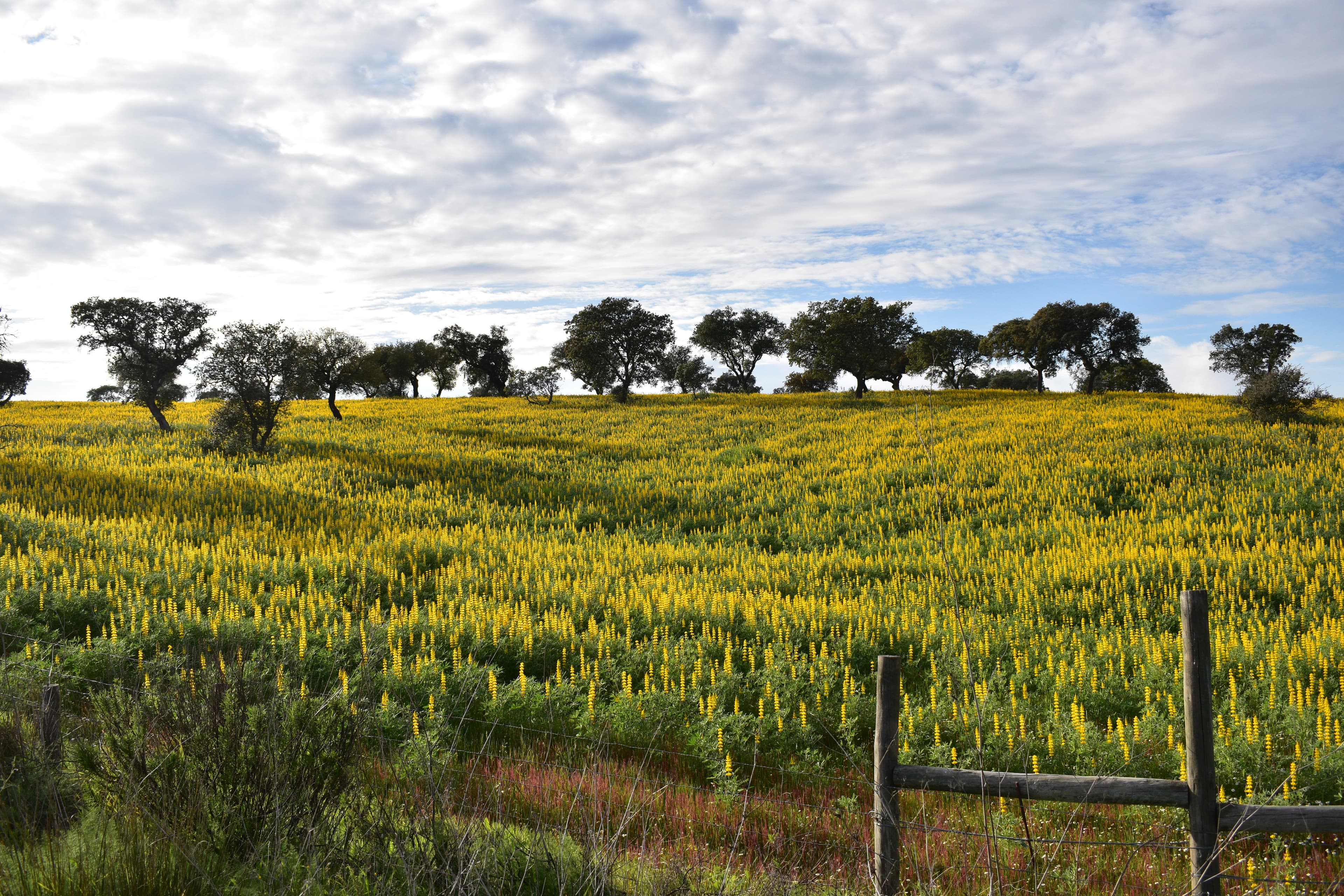 Campo florido no distrito de Beja